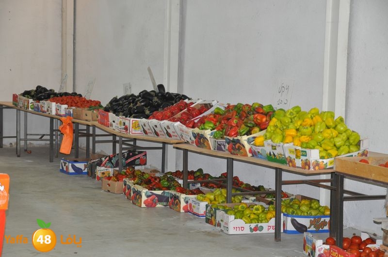 setona2y 830 (2).JPG